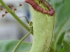 IF
