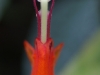 IF