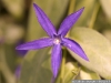 IF