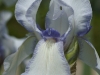 IF