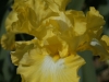 IF