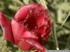 IF