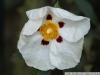 IF