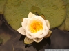 IF