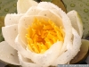 IF