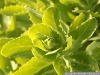 IF