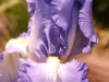 IF