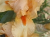 IF