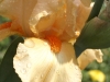 IF
