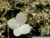 IF