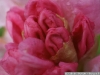 IF