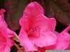 IF
