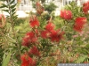 IF