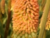 IF