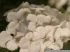 IF