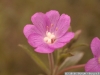 IF