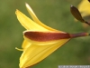 IF