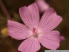 IF