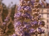 IF