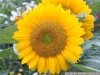 IF