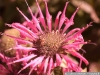 pict1068.jpg