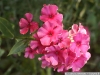 pict1072.jpg