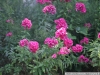 pict1075.jpg