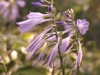 pict1077.jpg