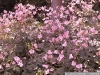 pict1097.jpg