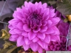 pict1137.jpg