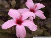 pict1167.jpg