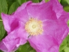 IF
