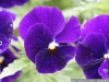IF