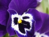 IF