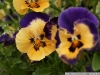 IF