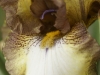 IF