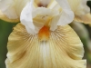 IF