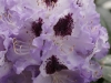 IF