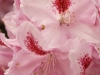 IF