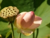 IF