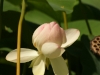 IF