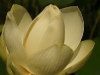 IF