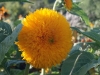 IF