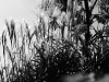 DSC06233