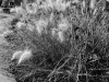 DSC06267