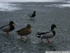 DSC07206