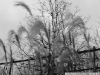 DSC07306