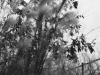 DSC07317