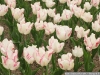 DSC08835