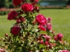 DSC09543